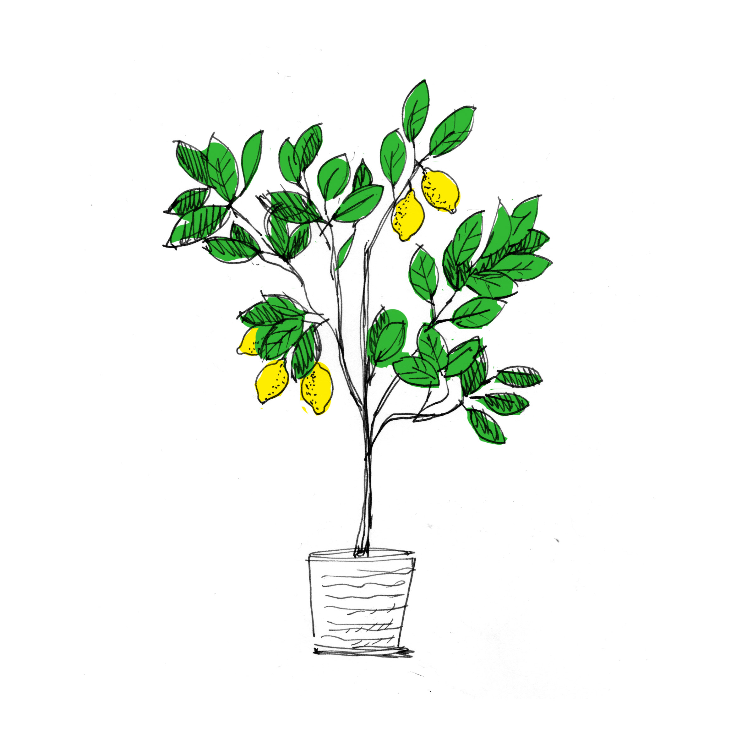 Citronnier